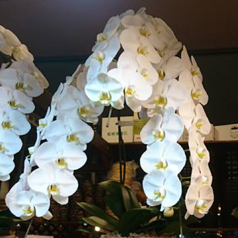 胡蝶蘭 サービス 商品 花びぜん 株式会社