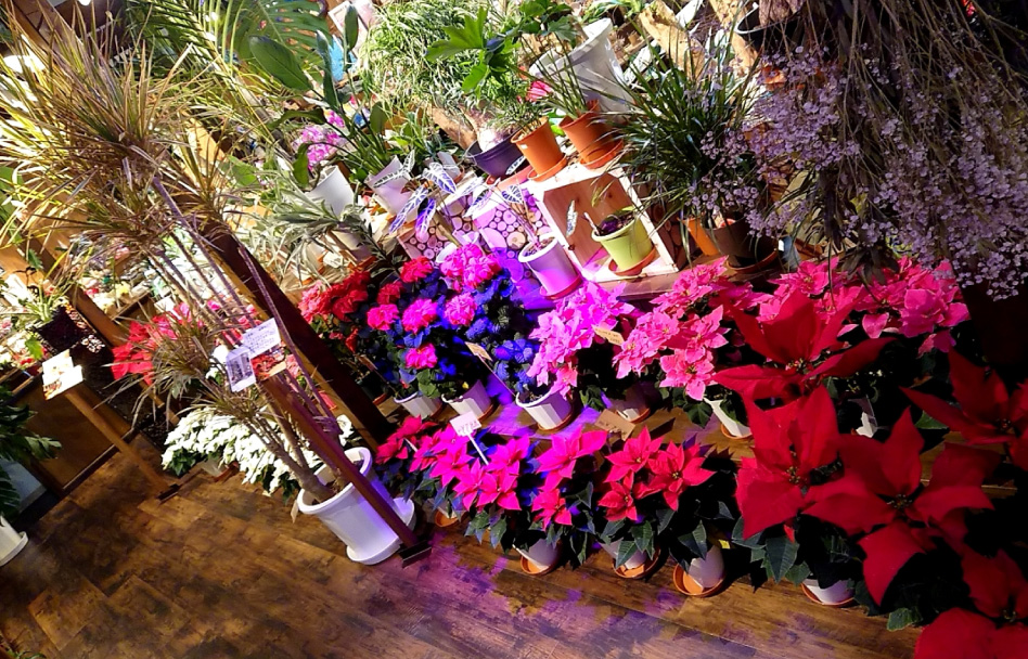 花びぜん 株式会社 富士市を中心に富士宮市 沼津市 静岡市清水区の花屋