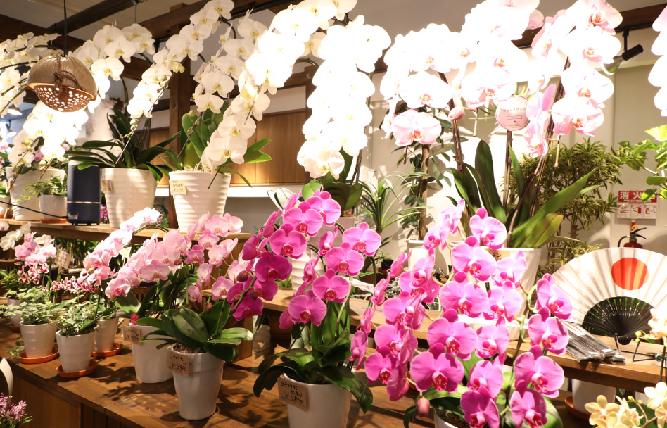 店舗情報 花びぜん 株式会社