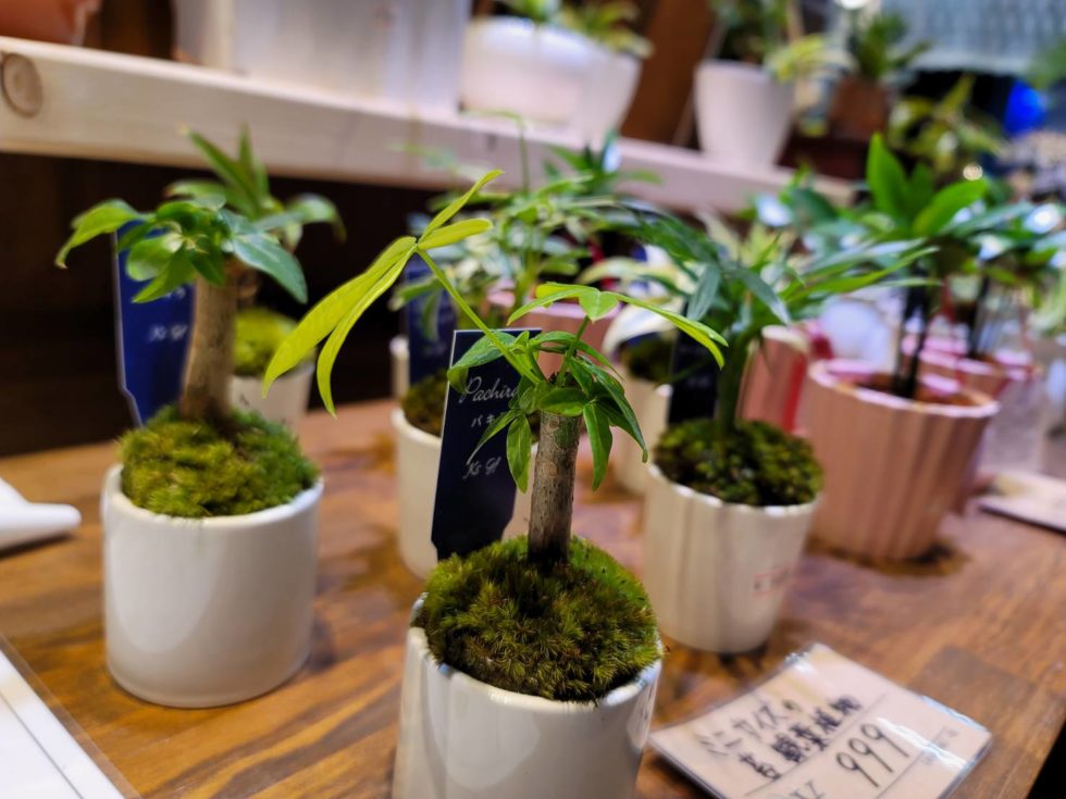 観葉植物24